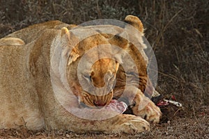 Lionesses kill warthog.