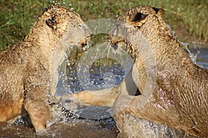 Lionesses playing in water photo
