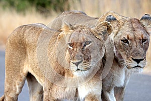 Lionesses Portrait photo