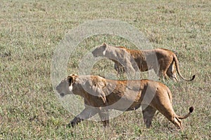 Lionesses on the Prowl in Ngorongoro Crater photo