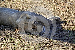 Lionesses resting, Selous Game Reserve, Tanzania