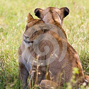 Lionesses in the Serengeti