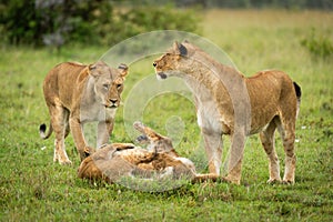 Lionesses stand by cubs playing in grassland