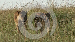 Lionesses walking through grass