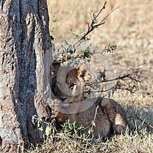 Lionet sits under a tree