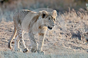 Lionet walks in the morning sun beams