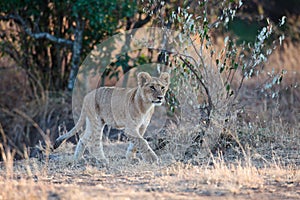 Lionet walks in the shade of a tree