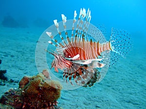 Lionfish photo