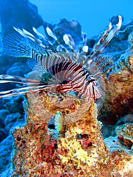 Lionfish