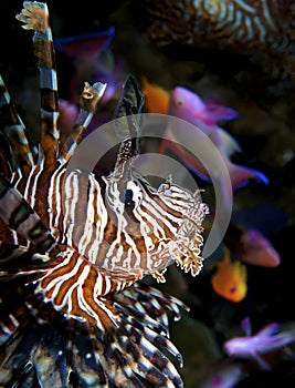 Lionfish