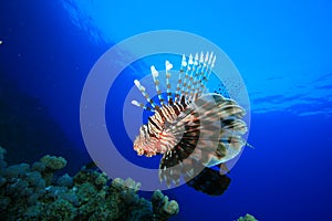 Lionfish