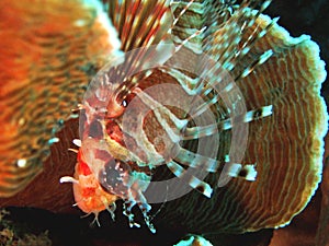 Lionfish