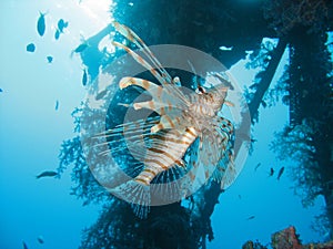 The Lionfish