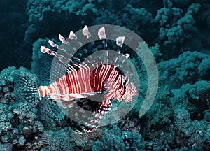 Lionfish