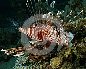 Lionfish