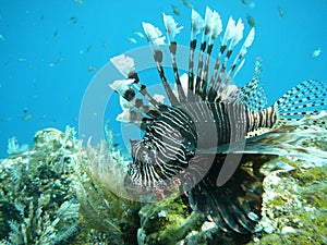 Lionfish photo