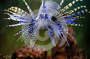 Lionfish photo