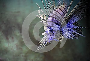 Lionfish