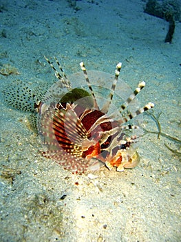 Lionfish