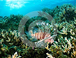 Lionfish