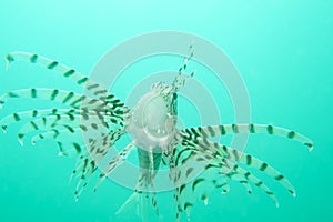Lionfish