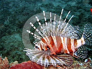 Lionfish