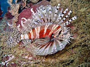 Lionfish