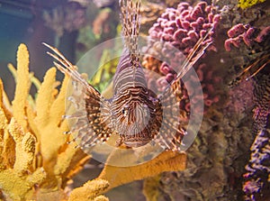 Lionfish