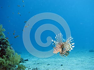 Lionfish