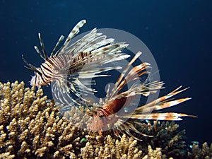 Lionfish