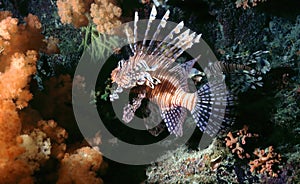 Lionfish