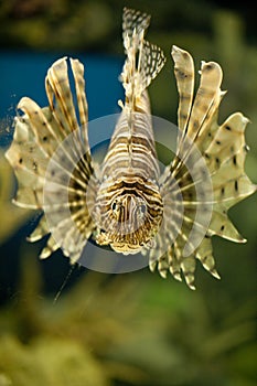 Lionfish