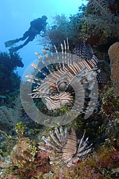 Lionfish