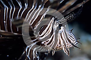 Lionfish