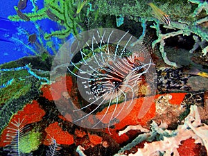 The lionfish and also called zebrafish, firefish, turkeyfish or butterfly-cod during a leisure dive in Tunku Abdul Rahman Park, Ko