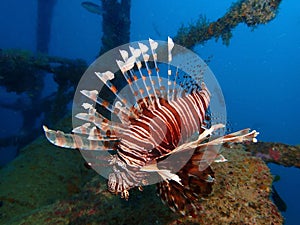The lionfish and also called zebrafish during a leisure dive in Mabul Island. Semporna, Tawau. Sabah. Malaysia, Borneo.