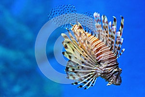 Lionfish in an aquarium