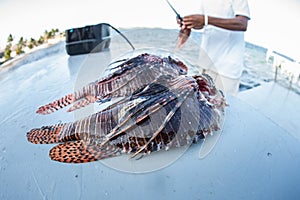 Lionfish Being Cleaned in Caribbean photo