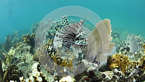 Lionfish in Belize, Caribbean Sea