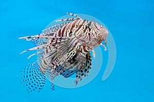 Lionfish on blue background