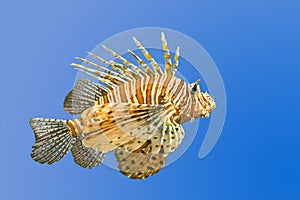 Lionfish on blue background photo