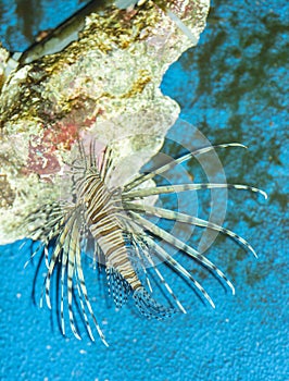 Lionfish on the blue seabed. Living inhabitants of the seabed