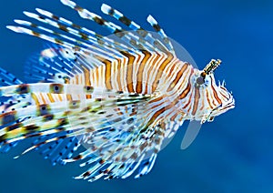 Lionfish in blue water photo