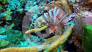 A lionfish at the bottom of sea