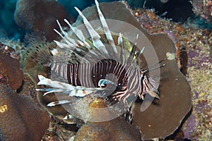 Lionfish on Caribbean Coral Reef