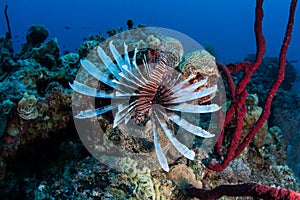 Lionfish in Caribbean Sea