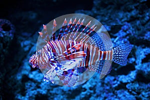 Lionfish