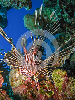 Lionfish close up in front of coral reef