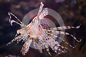 Lionfish