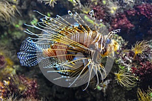 Lionfish